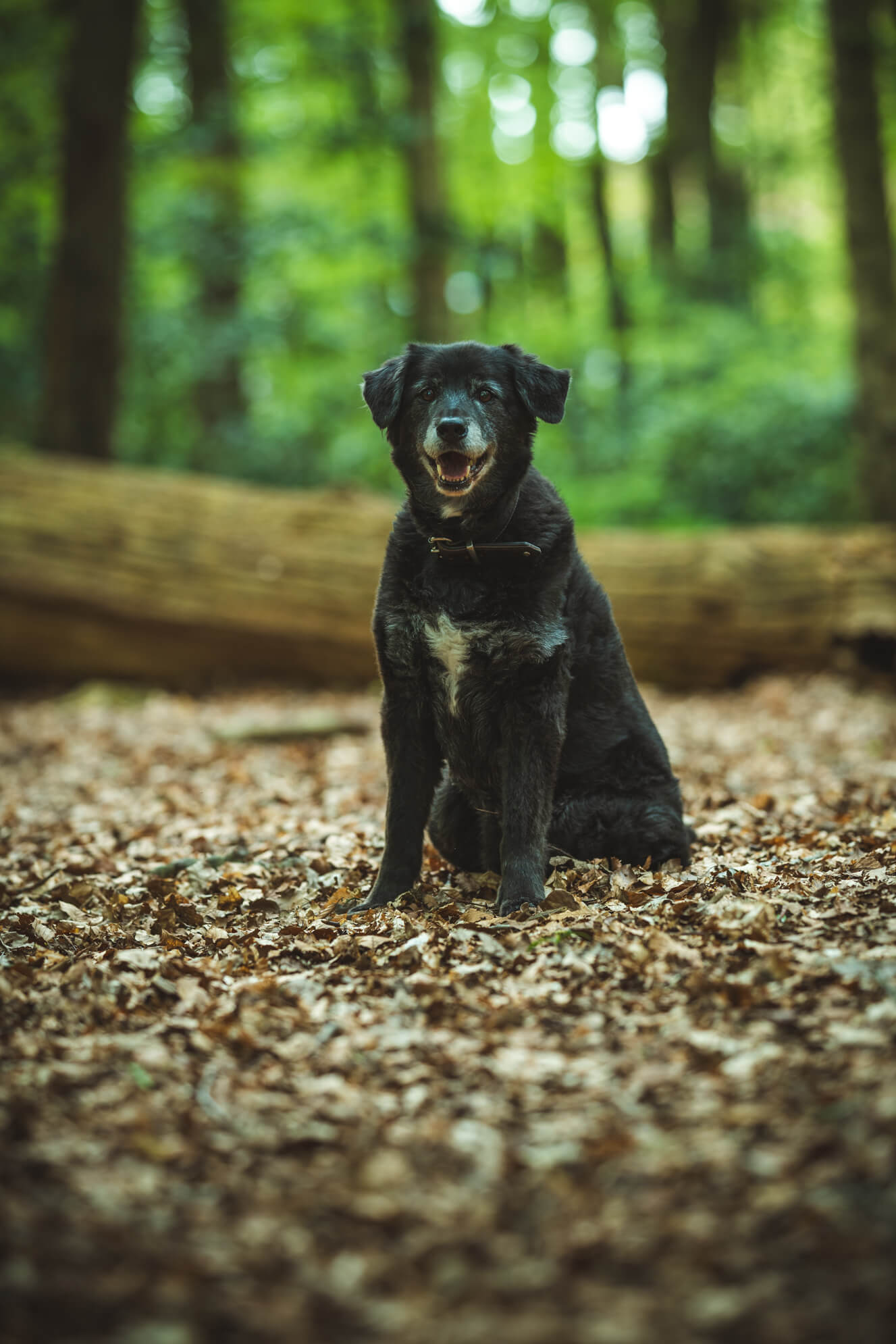 Hundefotografie Ostfriesland